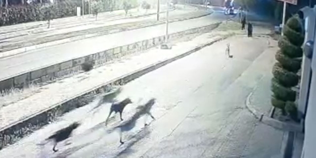 Başıboş köpek çetesi, bebekli ailenin de olduğu çok sayıda vatandaşa saldırdı!