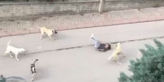 Başıboş köpek çetesi, küçük çocuğa ve yaşlı adama dehşeti yaşattı! Ankara Büyükşehir Belediyesi, şikayetlere rağmen toplamadı