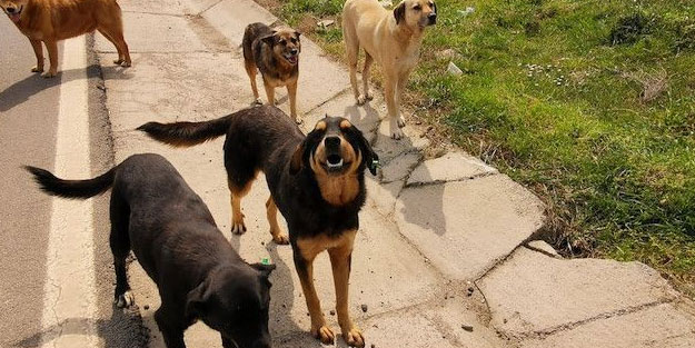 Başıboş köpek dehşeti! 2 mahalle, 'kuduz' nedeniyle karantinaya alındı
