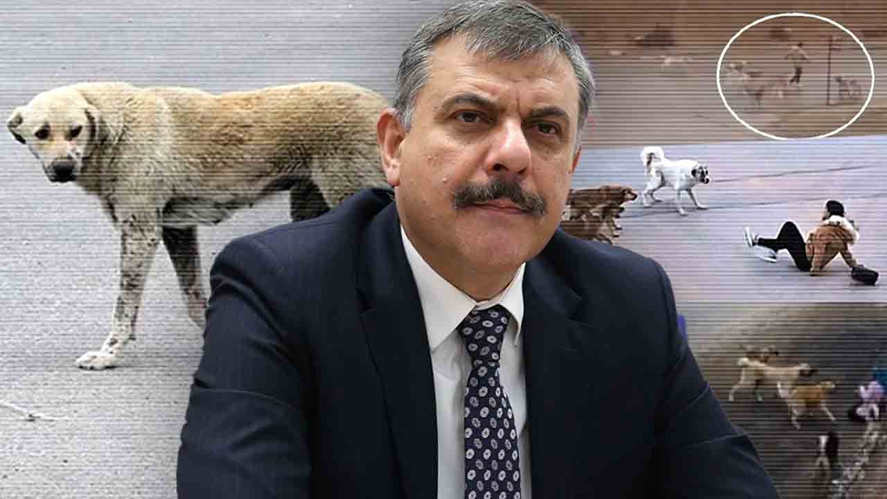 Başıboş köpek mağdurları yeni Bakan Çiftçi’den umutlu: Erzurum'daki gibi sıfırlayın