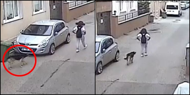 Başıboş köpek, sinsice yaklaşıp kız çocuğuna saldırdı!