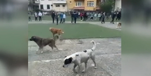 Her yeri anladık da burada ne işleri var?