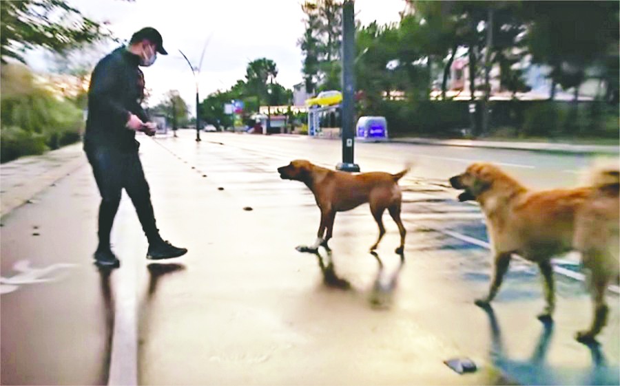 Başıboş köpek sorunu her geçen gün büyüyor!