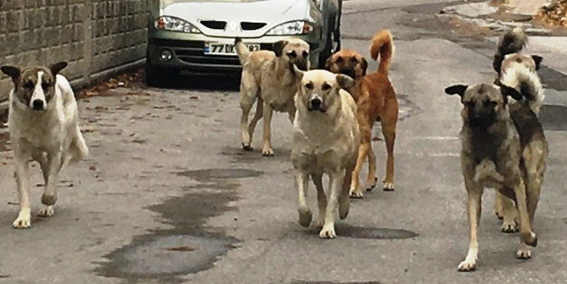 Başıboş köpek sorunu kuduz riskini de artırdı! Kuduzdan korunmak için neler yapılmalı?