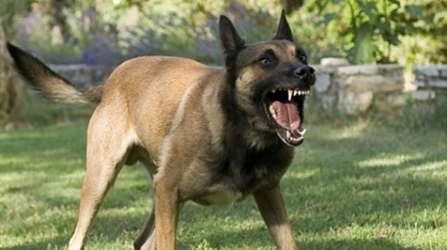 Başıboş köpek sorunu tarihe karışıyor! İşte mecliste kabul edilerek yasalaşan 6 madde