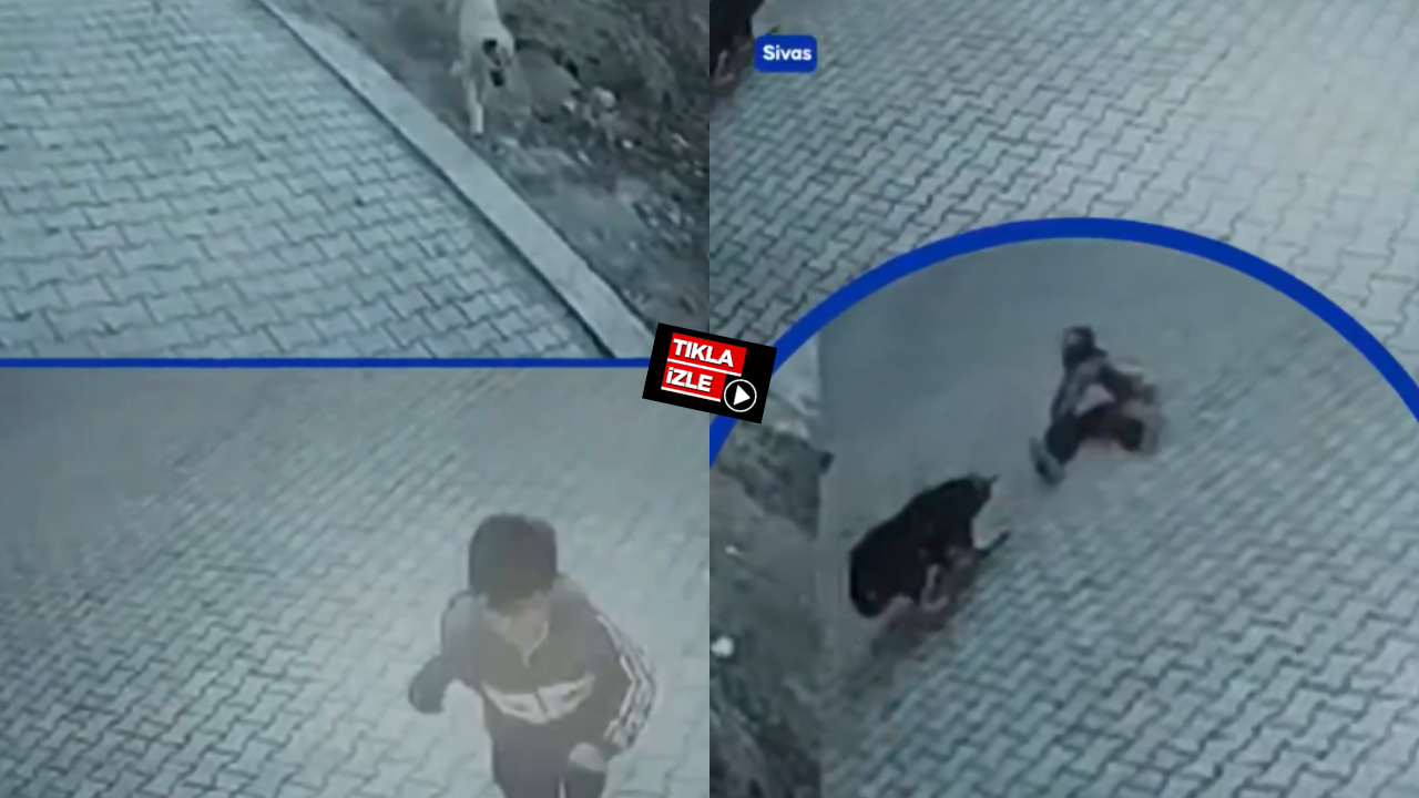 Başıboş köpek terörü herkesin canına tak etti! Yedi düvele meydan oku, bir başıboş köpek meselesini çözeme: Yeter artık!