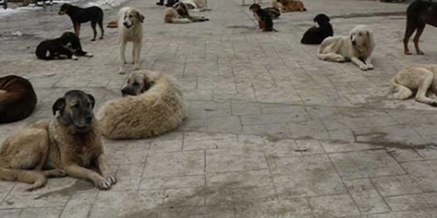 Başıboş köpek terörüne mahalleli isyan etti!