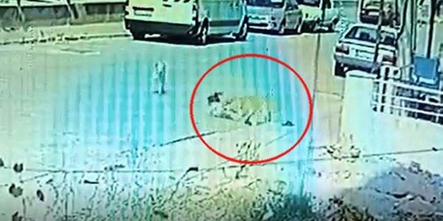 Başıboş köpek terörünü durdurun! 3 gün arayla 2 küçük kardeş dehşeti yaşadı! Çocuklar tehlikede, Aile Bakanı uyuyor mu?