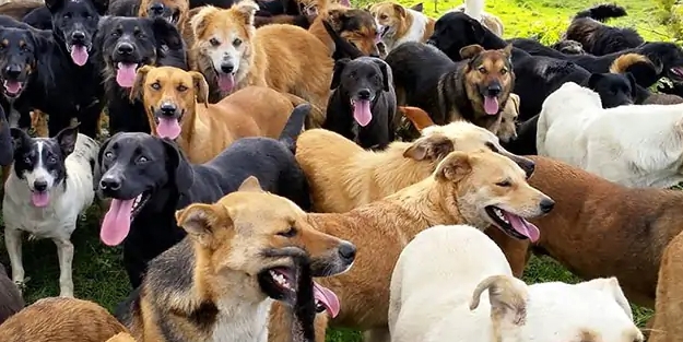 Başıboş köpek vakaları artıyor! Bu defa adres...