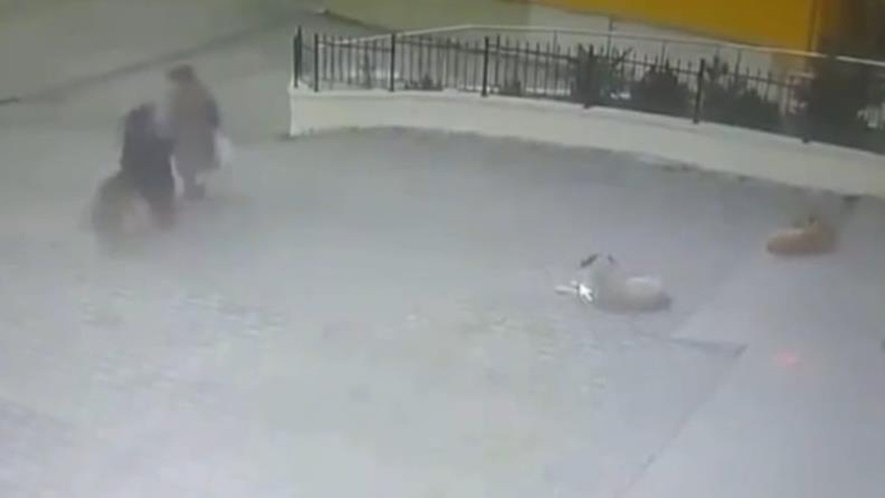 Başıboş köpek yaşlı kadına böyle saldırdı! O anlar kamerada