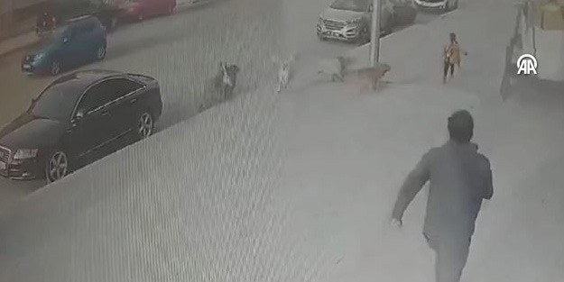 Başıboş köpek yine can alıyordu! Çevredekiler olmasaydı ne olacaktı?
