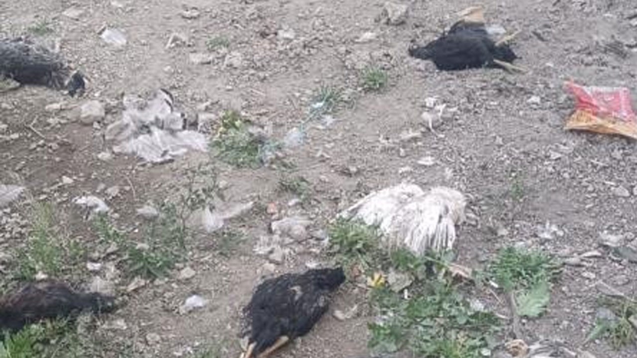 Başıboş köpekler 21 tavuk ve hindiyi telef etti