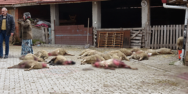 Başıboş köpekler ahıra girip 22 hayvanı telef etti! Hayvanların sahibi çileden çıktı