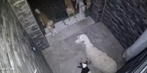 Başıboş köpekler annesinin yanında kuzuyu parçaladı!