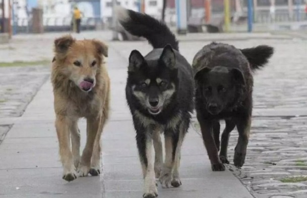 Başıboş köpekler Avcılar’da kabus yaşatıyor