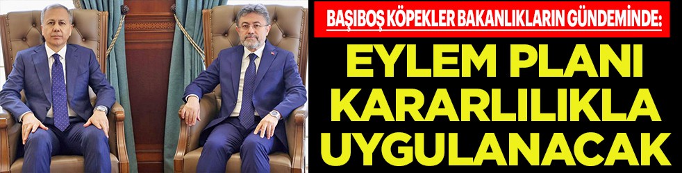 Başıboş köpekler bakanlıkların gündeminde: Eylem planı kararlılıkla uygulanacak