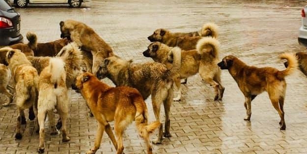 Başıboş köpekler bela olmaya devam ediyor: 3 yaralı!