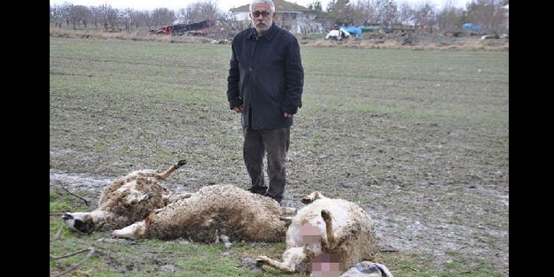 Başıboş köpekler besi çiftliğinde 3 koyunu telef etti