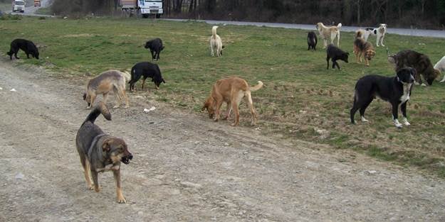 Başıboş köpekler bir can daha aldı!