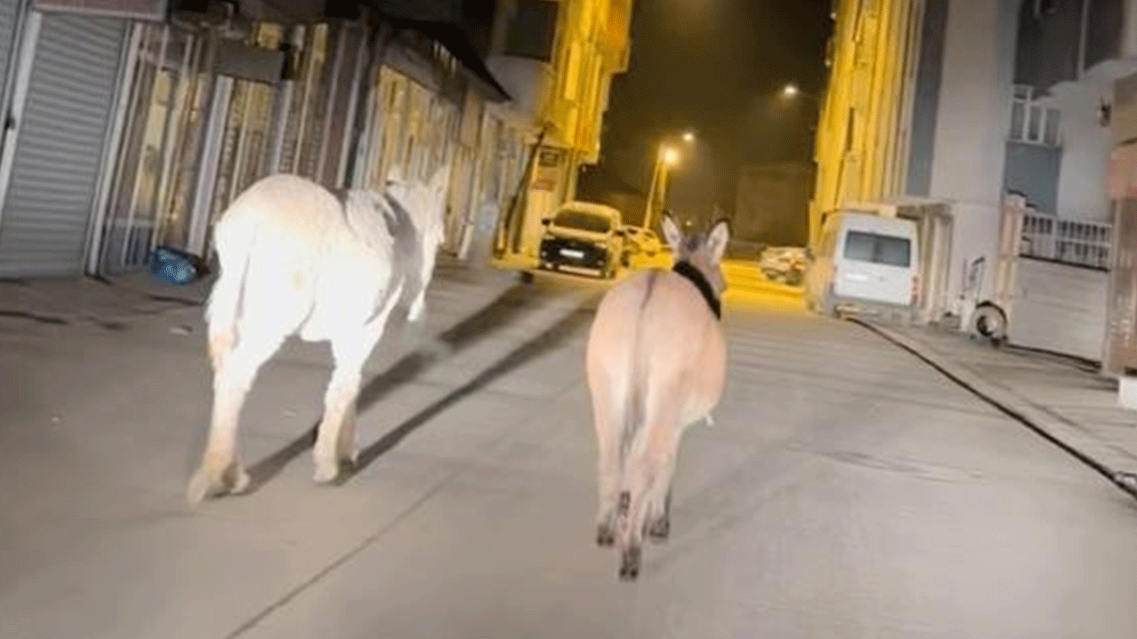 Başıboş köpekler bitmeden başıboş eşekler başladı