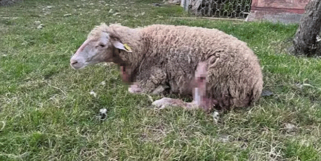 Başıboş köpekler bu sefer koyunları telef etti İstanbul’da dehşet sürüyor