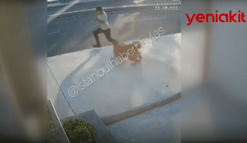 Başıboş köpekler dehşet saçıyor! Köpekten kaçarken kamyonun altında kaldı