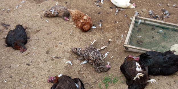 Başıboş köpekler dehşet saçıyor! Köylülerin hayvanlarına dadandılar