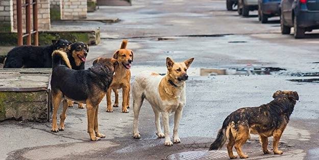 Başıboş köpekler dehşet saçtı! Talihsiz kadının kafasını parçaladılar