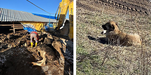 Başıboş köpekler dehşet saçtı! 11 büyükbaş hayvan telef oldu