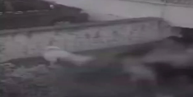 Başıboş köpekler dehşet saçtı