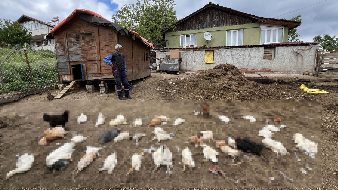 Başıboş köpekler dehşet saçtı!