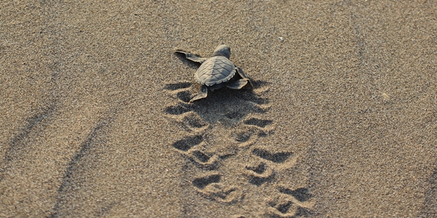Başıboş köpekler doğal yaşamı da yok ediyor! "Son dört yılda yaklaşık 1500-2000 arası yavruyu kaybettik"