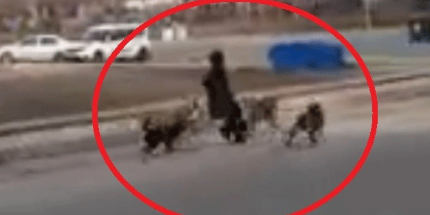 Başıboş köpekler genç kıza saldırdı! Son anda kurtarıldı