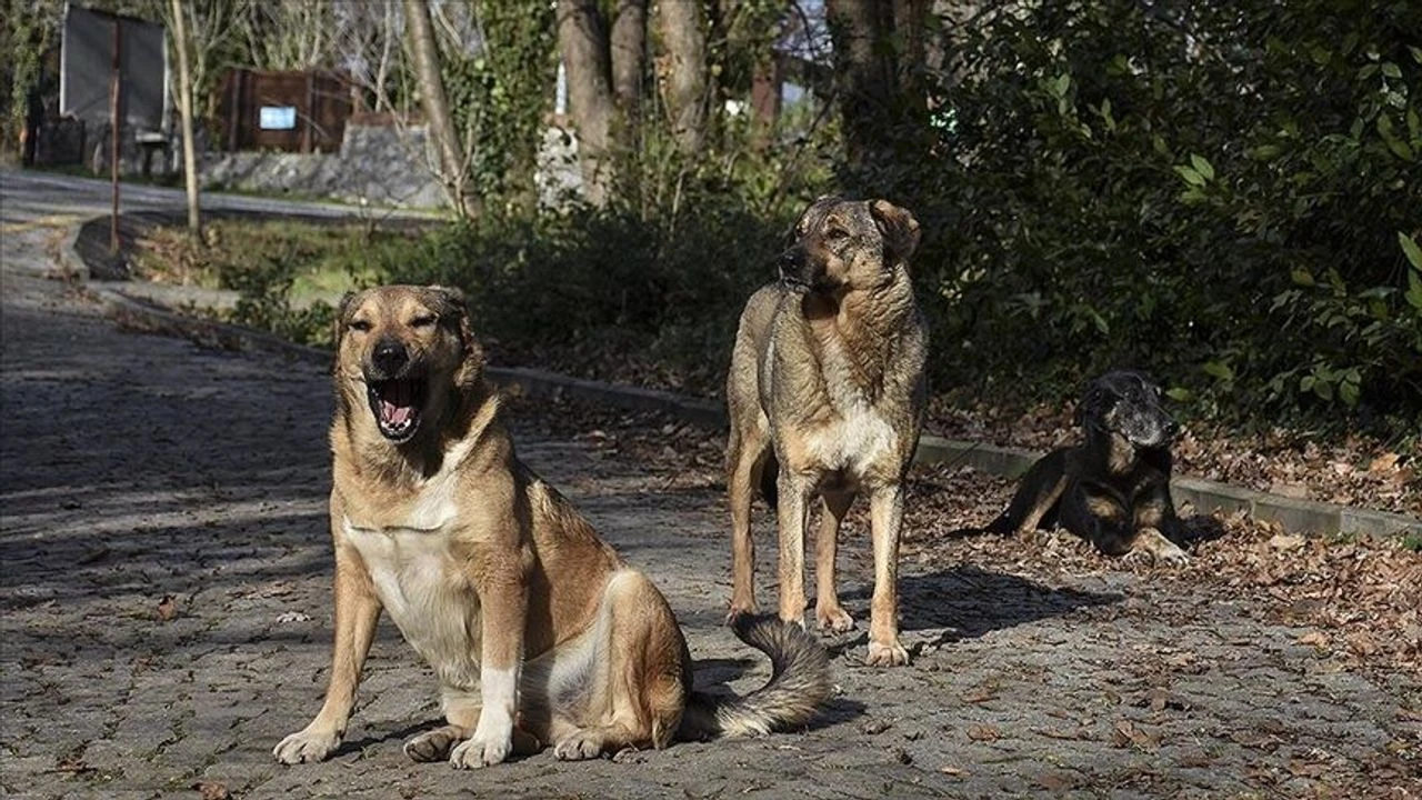 Başıboş köpekler hastalık saçıyor!