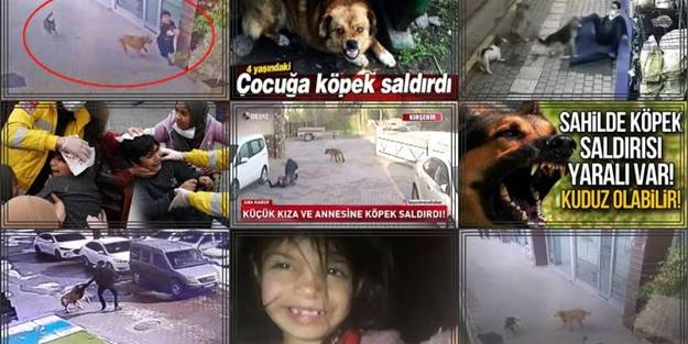 "Başıboş köpekler İç güvenlik sorunu haline geldi, artık seyirci kalınmamalı"
