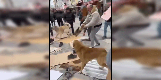Başıboş köpekler kavga etti, Cuma namazı kılan cemaatin arasına daldı
