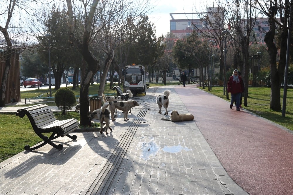 Başıboş köpekler korku salıyor 