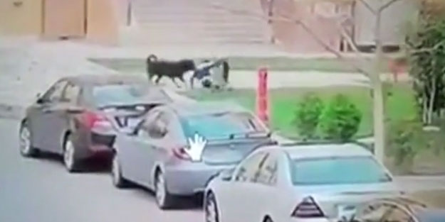 Başıboş köpekler, küçük çocuğun yüzünü parçaladı!