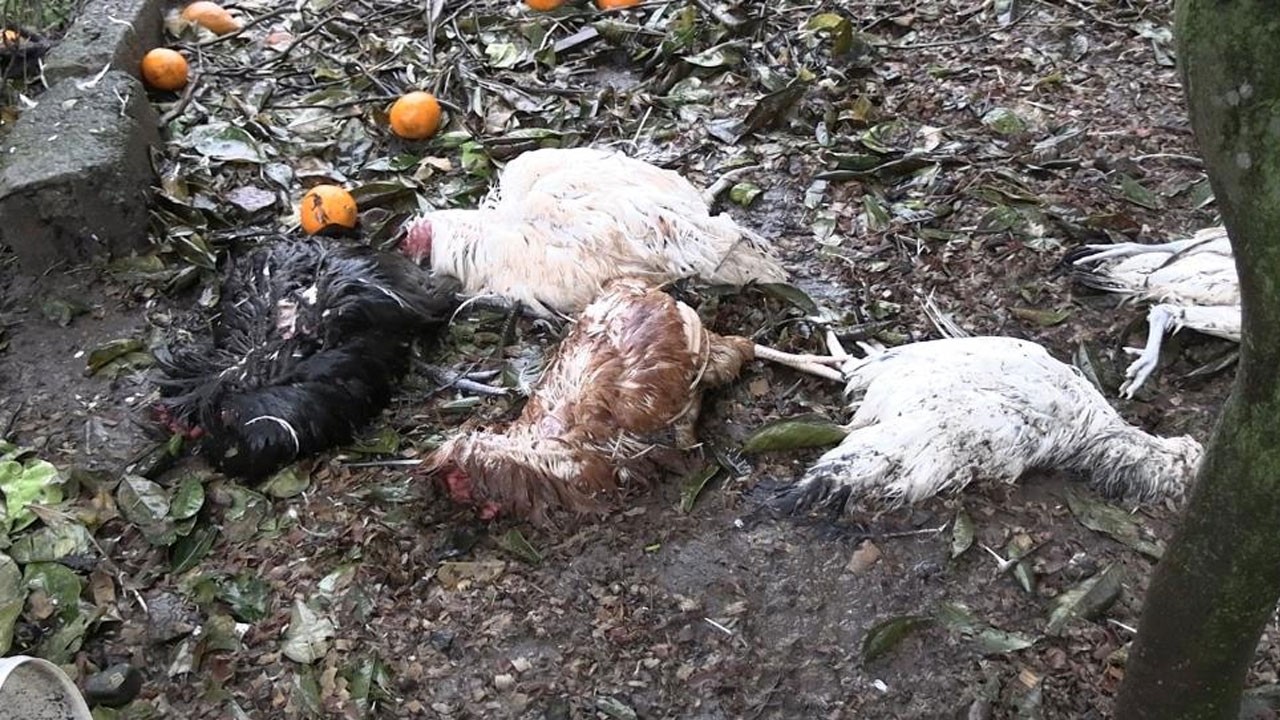 Başıboş köpekler kümeste katliam yaptı