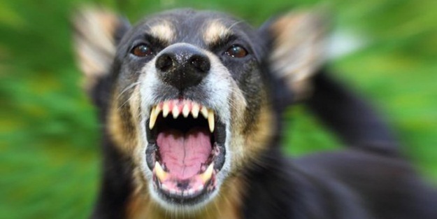 Başıboş köpekler, öğretmene saldırdı!