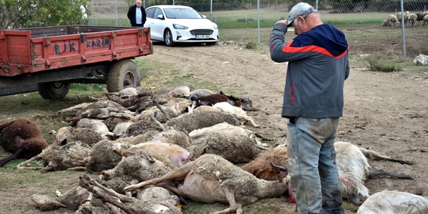 Başıboş köpekler onlarca hayvanı telef etti