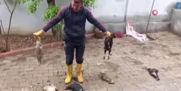 Başıboş köpekler onlarca kümes hayvanını telef etti