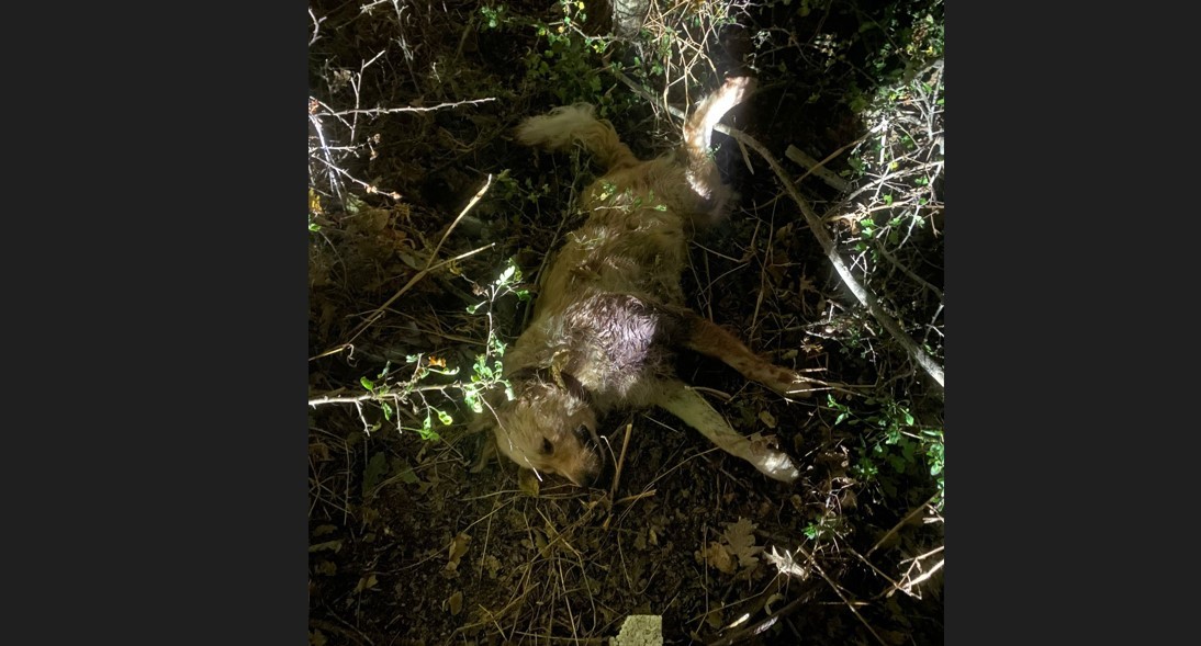 Başıboş köpekler sahipli köpeği öldürdü