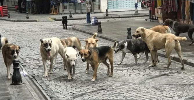 Başıboş köpekler sokakta yürüyen adama saldırdı