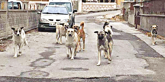 Başıboş köpekler, turizm sektörüne de zarar veriyor!