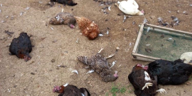 Başıboş köpekler vatandaşları isyan ettirdi! Çok sayıda hayvanı telef ettiler