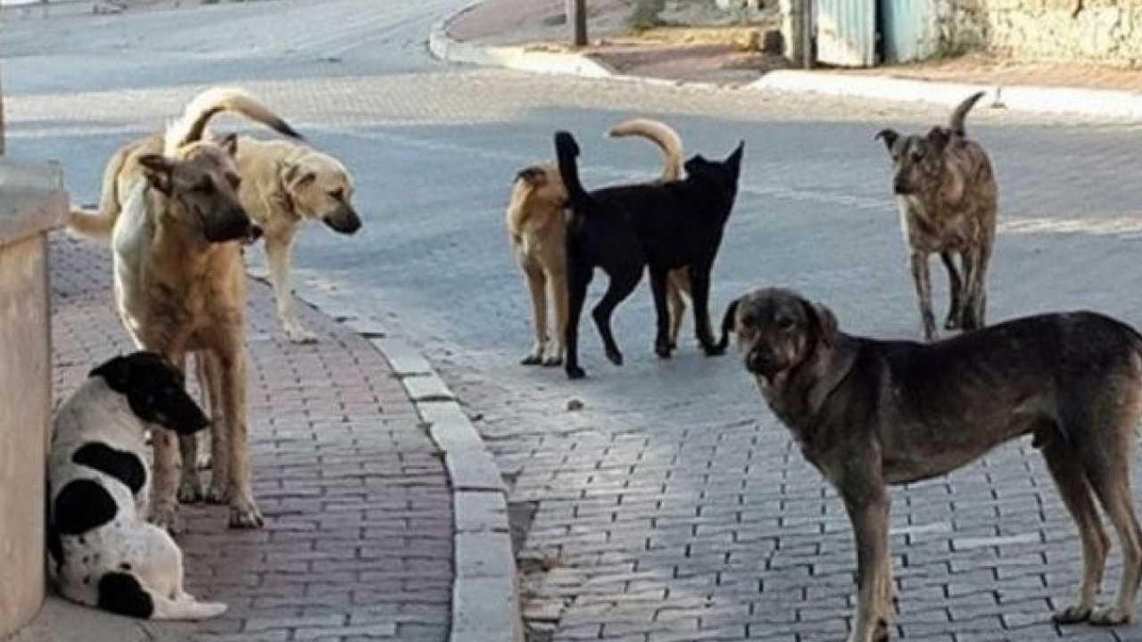 Başıboş köpekler ve savunucuları çocuk kanına doydu!