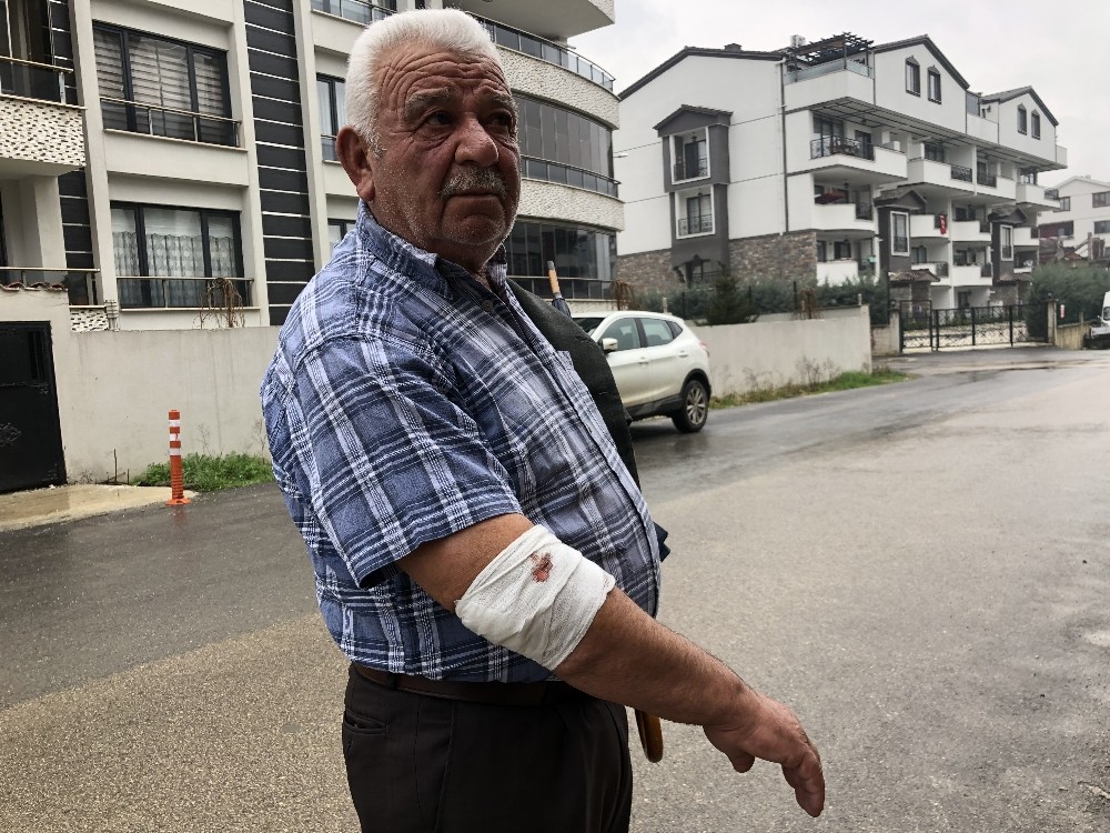 Başıboş köpekler yaşlı adama saldırdı, hastanelik etti 