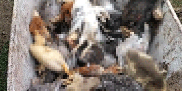 Başıboş köpekler yine dehşet saçtı