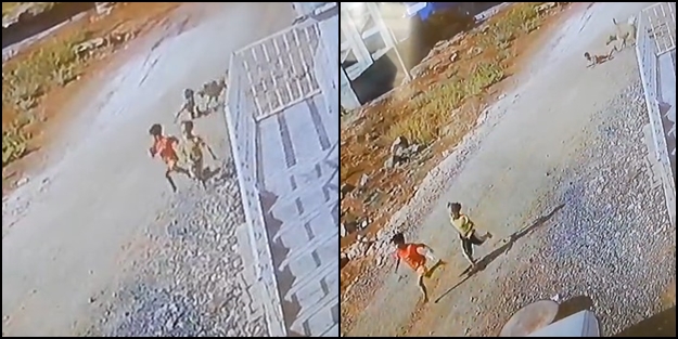 Başıboş köpeklerden 1 gün arayla aynı yerde 2 saldırı! Yeter, bu milletin evlatlarına bu zulmü reva görmeyin!